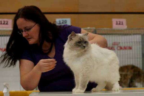 Hylanda Majic Faelis - DGC - Double Grand Champion